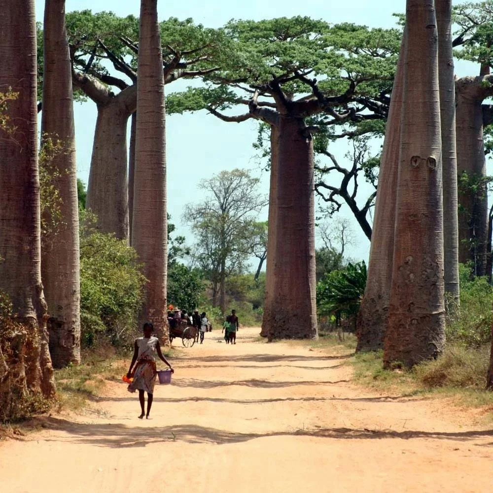 2021 monkey bread seeds for Afforestation tree