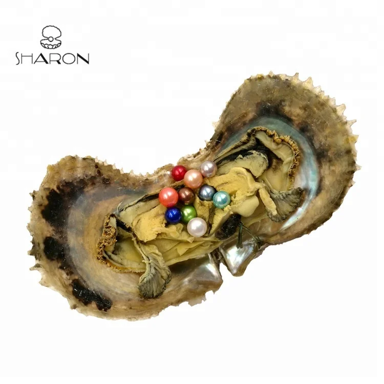 Sharon Rainbow Colors 6-7mm Vacuum-packed Akoya Round Mini Monsters Pearl Oyster