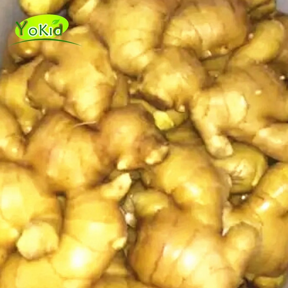 
Agriculture Of Wholesale Export Chinese Fresh Ginger Root Price 