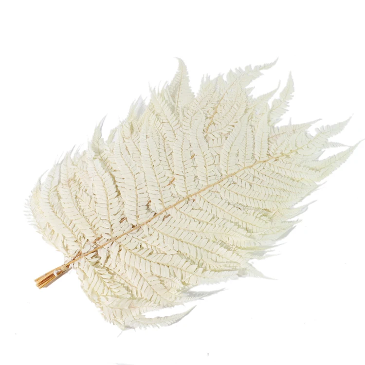 Preserved Natural Eternal Plants Preserved big Fern Leaves large green leaf plants
