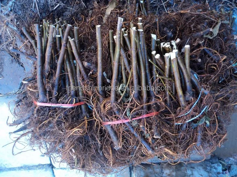 
Carica Linn.Fruit Fig tree plant 