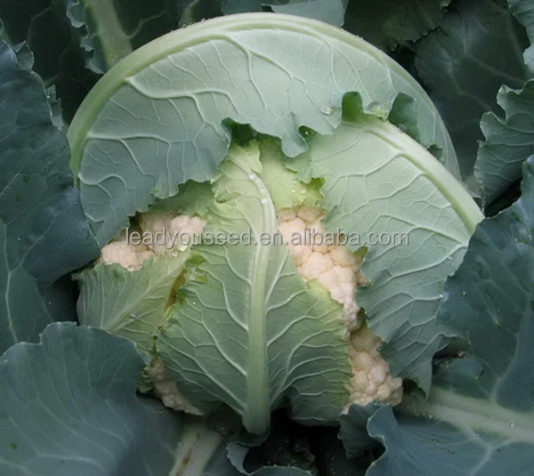
CF11 XJ no.1 60 days early maturity heat resistant f1 hybrid cauliflower seeds 