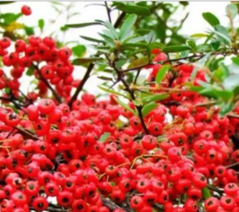 New dried red berries seed Pyracantha fortuneana seeds for home garden