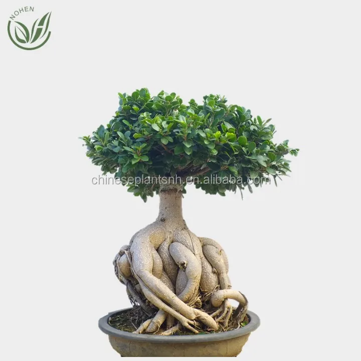 
Оптовая продажа, садовое растение фикус или Фикус женьшеня для внутреннего и наружного использования, Бонсай Фикус микро карпа 