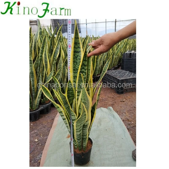 Hotsell Different Types Of Sansevieria