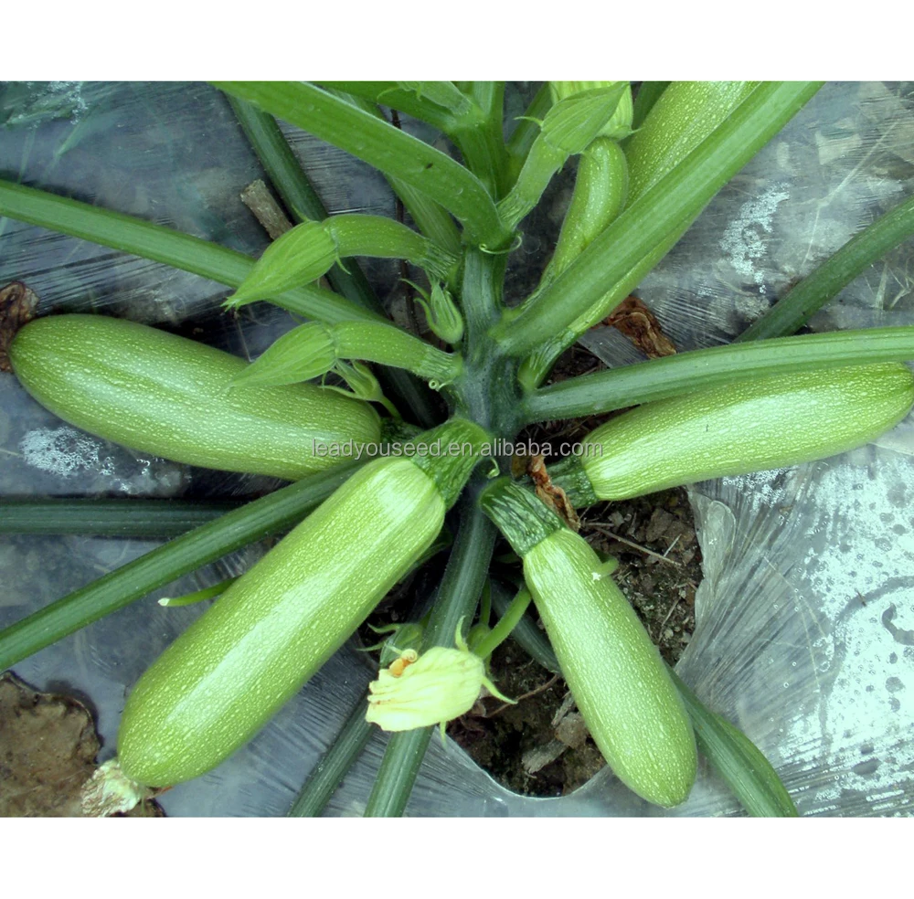 
SQ10 Saiyu good quality f1 hybrid squash seeds, zucchini seeds in vegetable seeds 