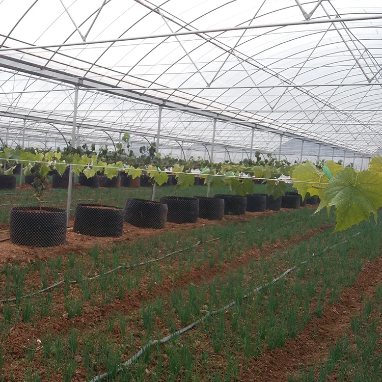 
China Supply Grape Greenhouse With Grape Trellising System To Malaysia 
