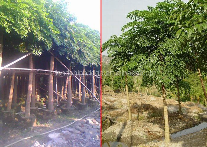 
The Landscape tree Heteropanax fragrans seedling 