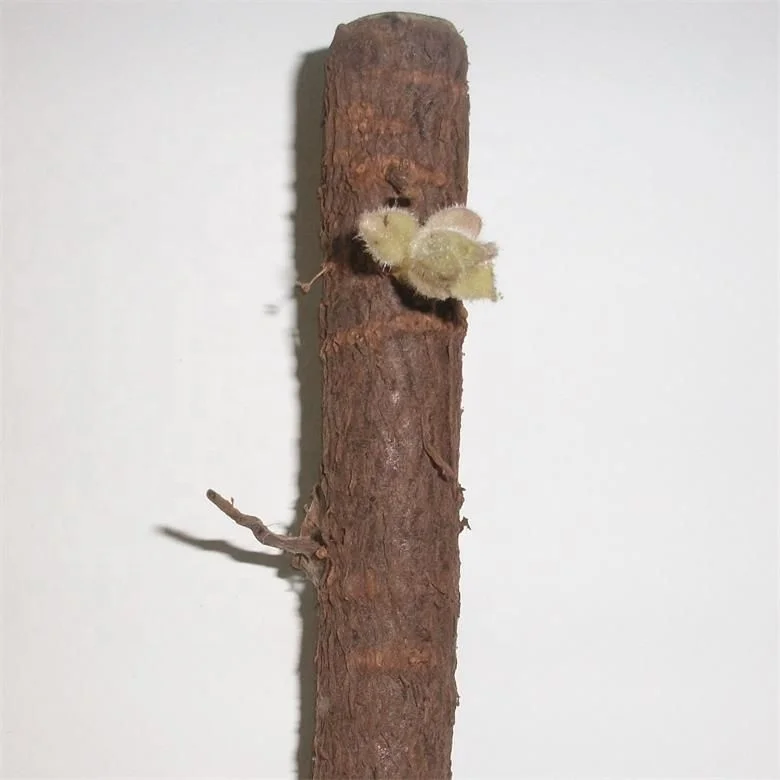 
quarantine diploid fungicide and pesticide treated paulownia elongata root cutting with phytosanitary certificate 