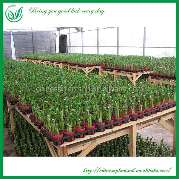 Оптовая продажа, комнатное миниатюрное Оригинальное украшение drcaena, бамбуковое растение на удачу, спираль, прямая башня, бамбуковые растения на удачу