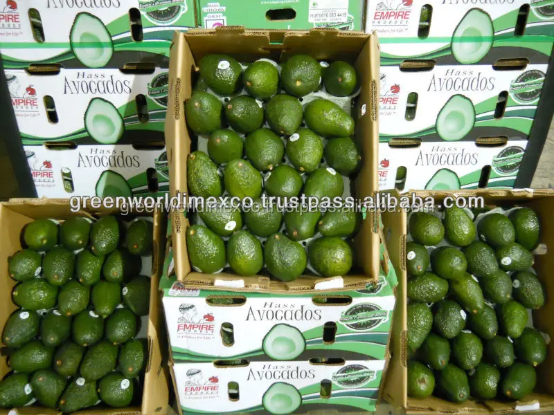 Свежий авокадо-Премиум качество для продажи
