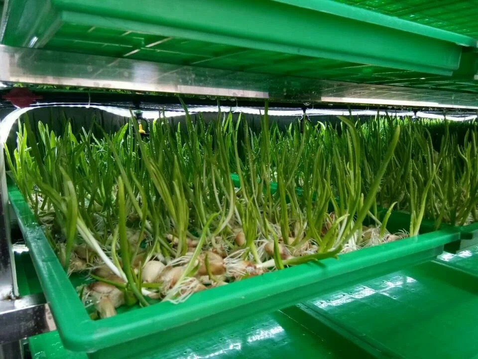 Hydroponic Fodder Growing System
