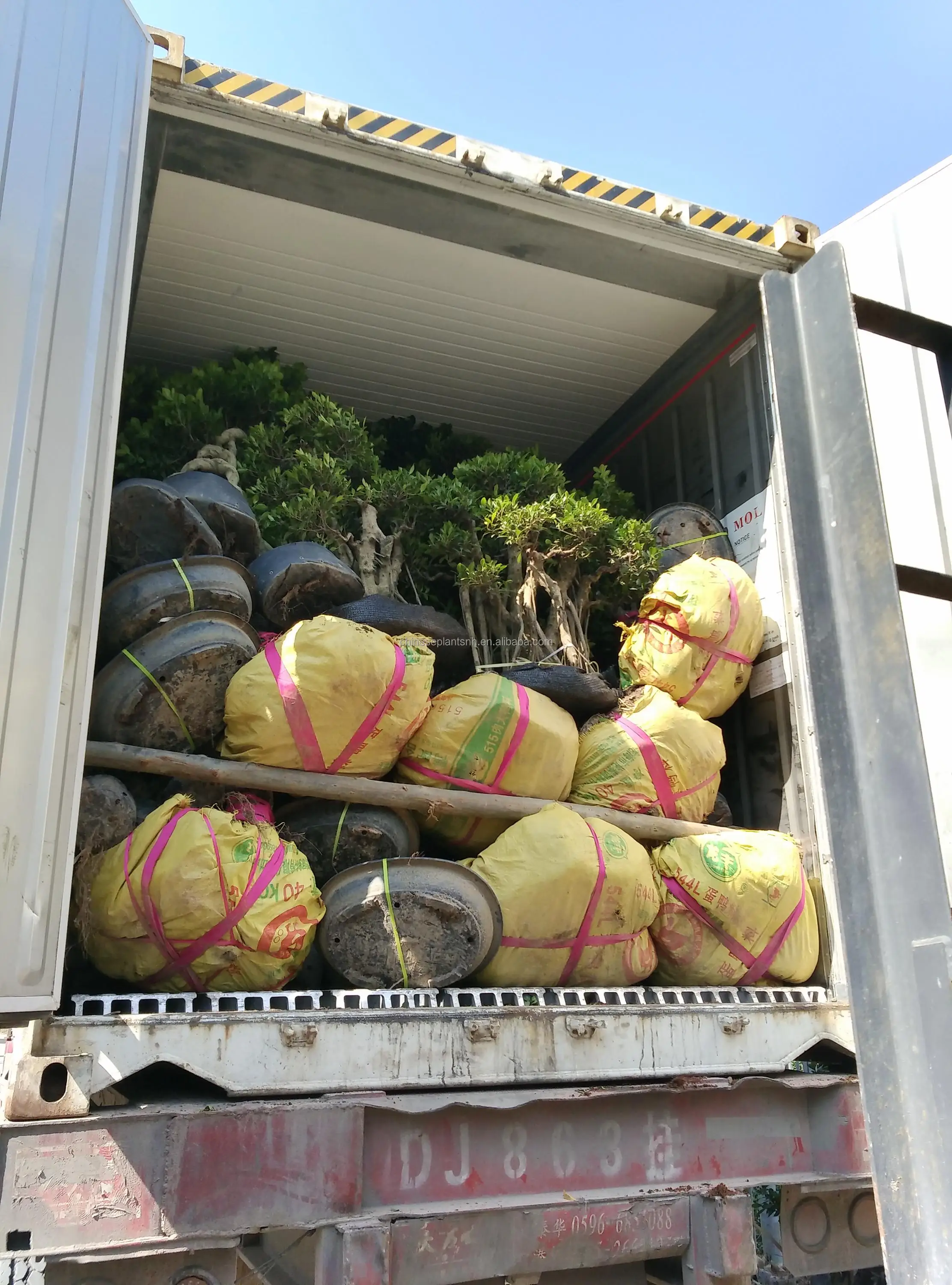 Ficus microcarpa shape 6#Net big bonsai trees for