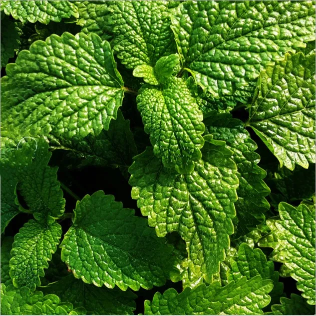 ning meng xiang feng ye 2020 new harvest herb spices dried lemon balm leaves