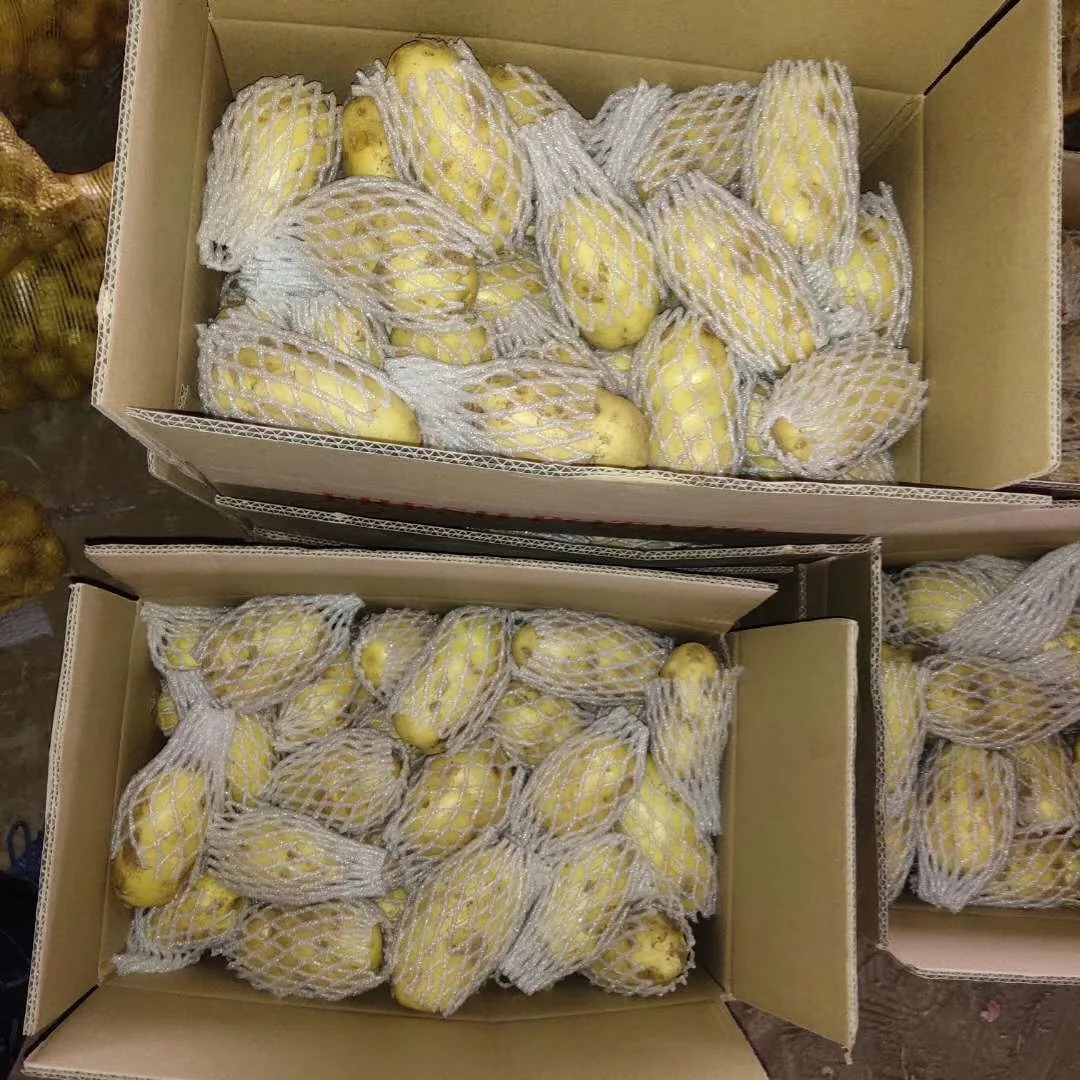 Original Fresh Potato for Export