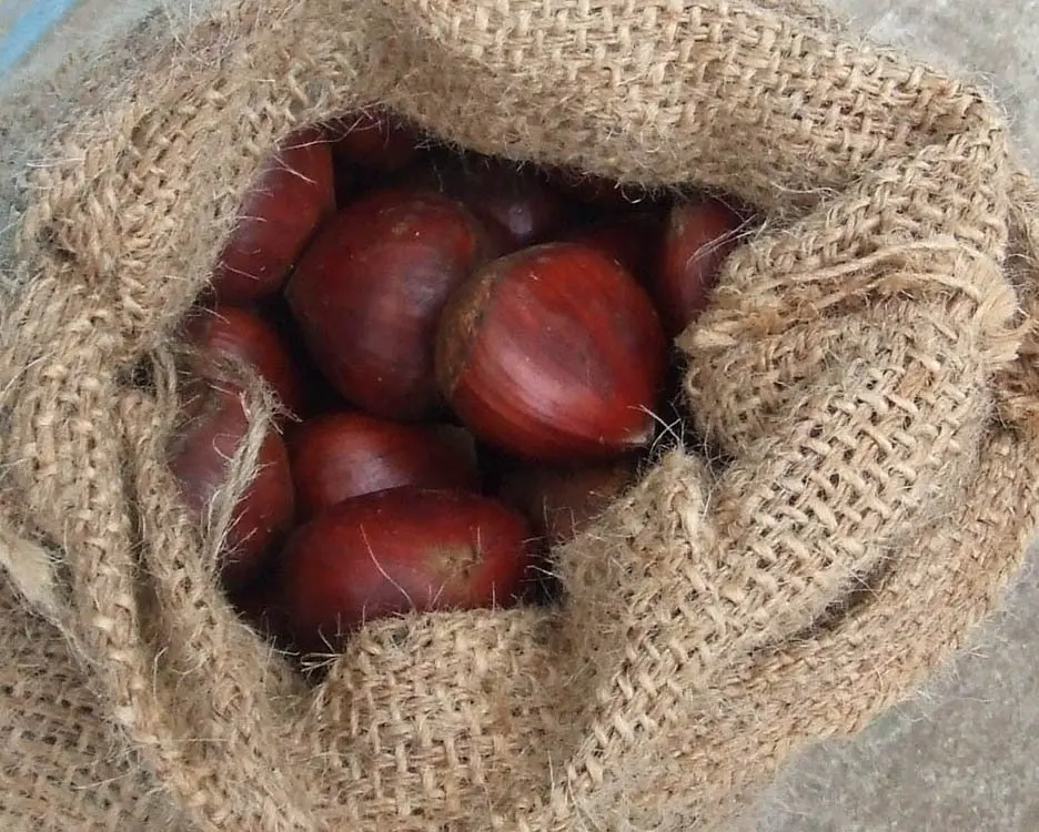 
fresh chestnut for importers 
