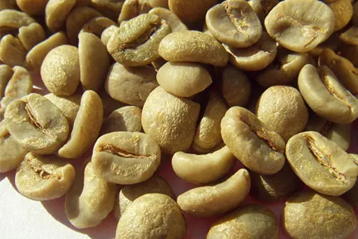 
Good Quality green coffee bean 