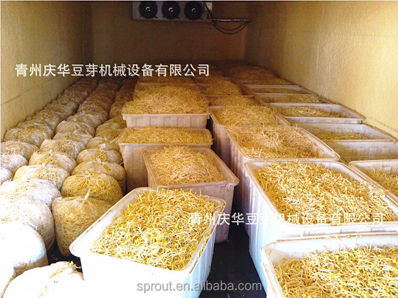 
China Automatic bean sprouts machine, silkworm bean, black bean sprouts making machine 