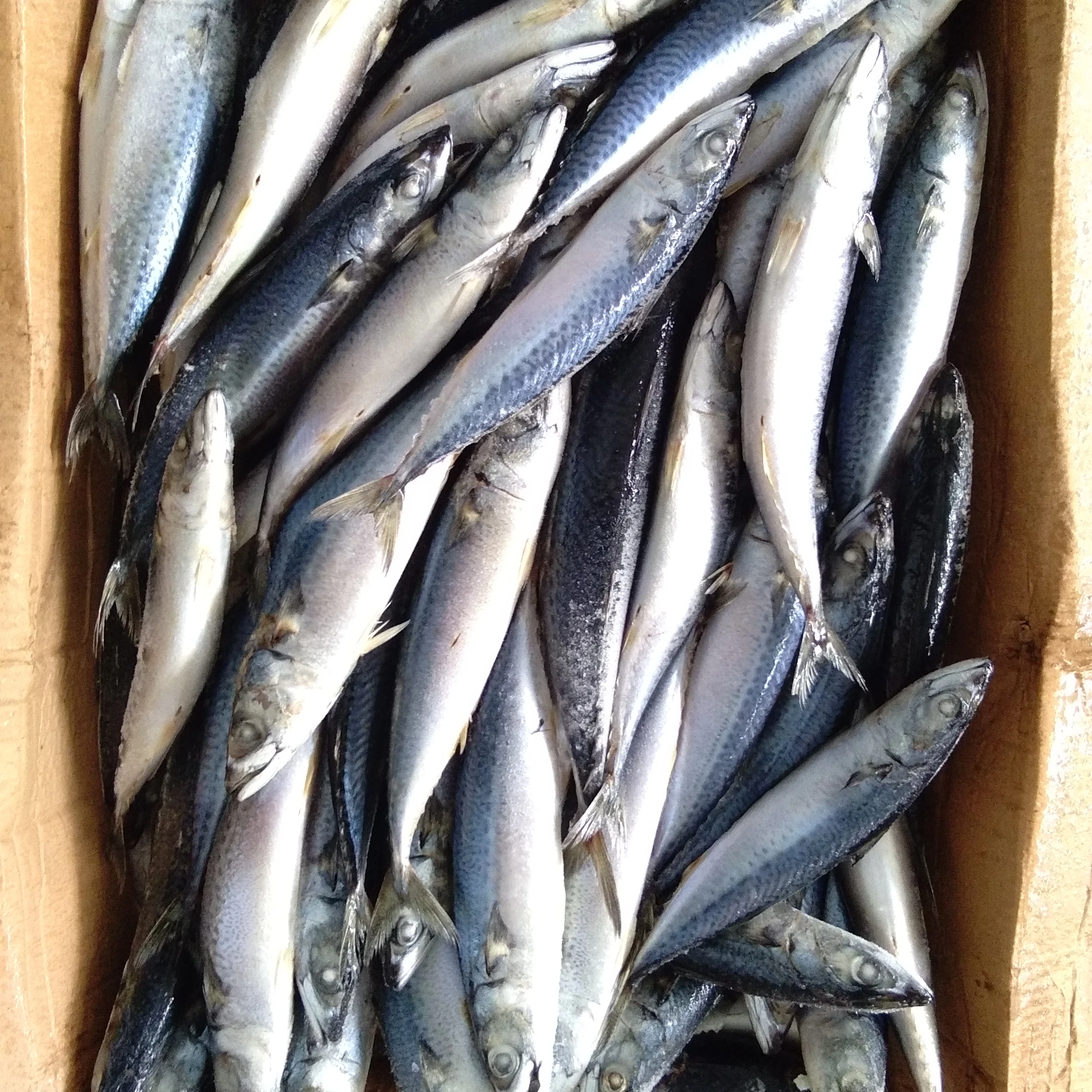 Консервированный тунец, Тихоокеанская скумбрия, замороженные морепродукты, скумбрия