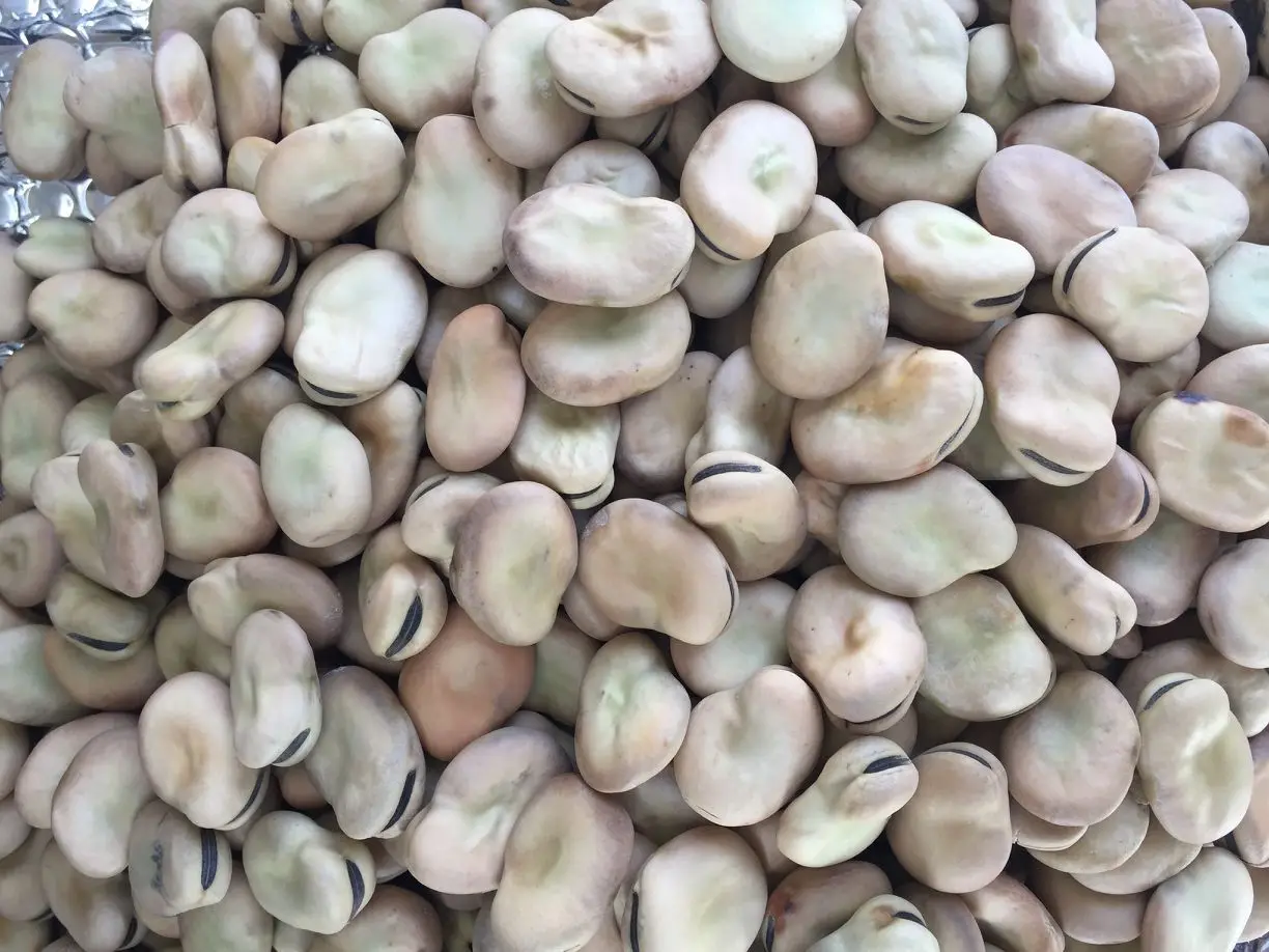 Wholesale Fava Beans/ Broad Beans,new crop2021 Selected by H.P.S IN GANSU ORIGIN