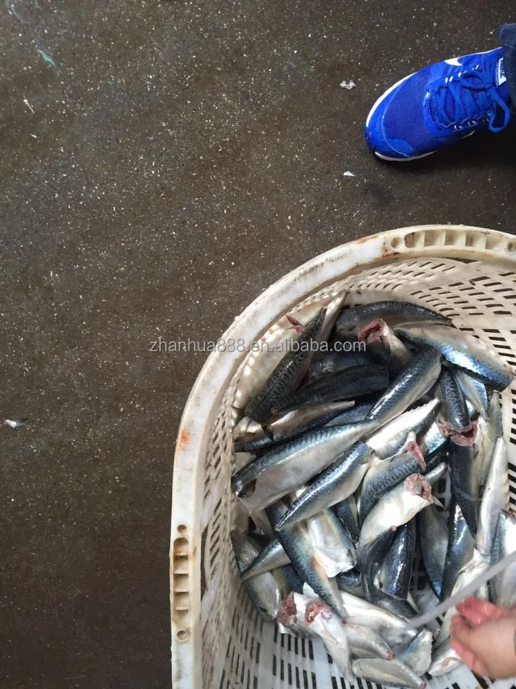 ХАГА pacific скумбрия, тихоокеанский скумбрия для палками, китай происхождения скумбрия ХАГА