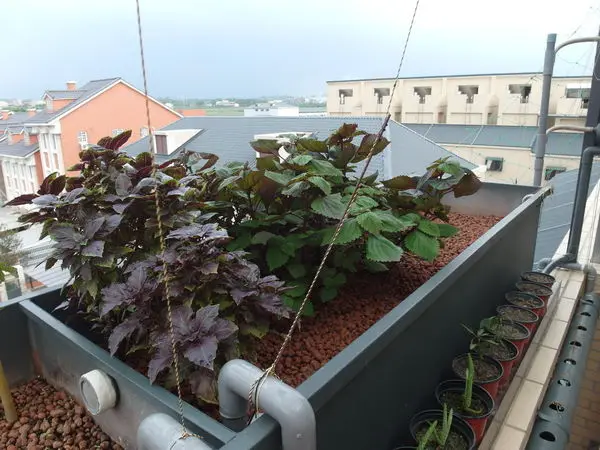 Good Quality Light Weight Expanded Clay Ball Aggregate / Pebbles Pellets/ Ceramsite for Plant