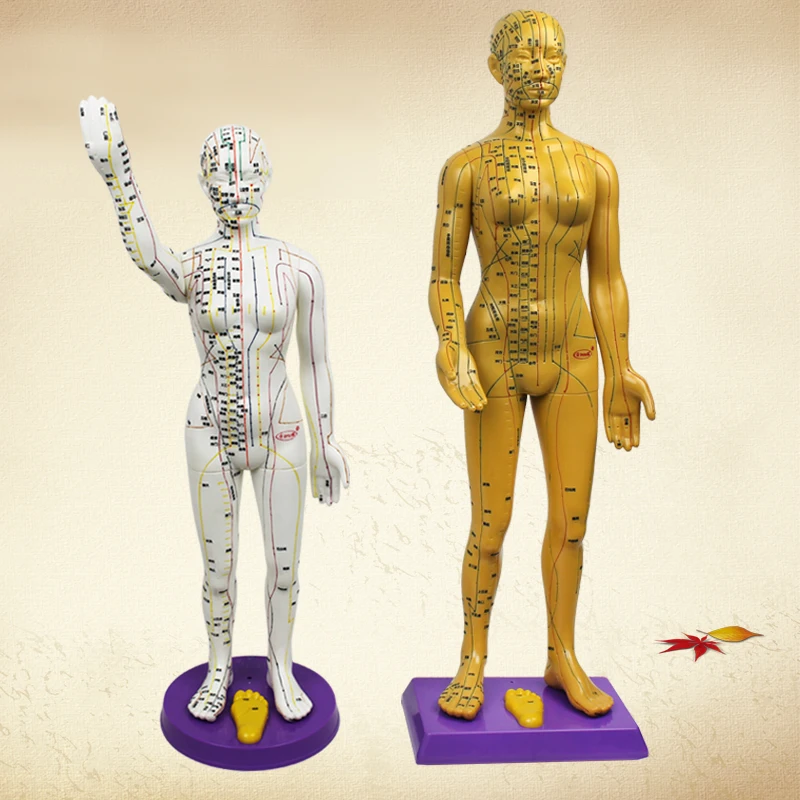 Chinese acupuncture model famale body for meridian and extraordinary points