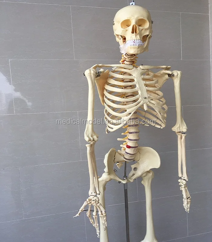 Life Size Human Skeleton Anatomic Model,Cheap Skeleton