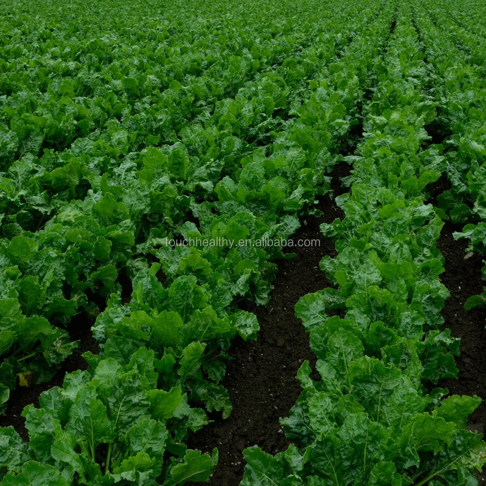 2021 Supply sugar beet seeds, good quality hybrid beet seed for cultivation 10gram/bags