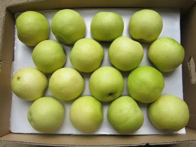 
fresh golden delicious singo pear factory 