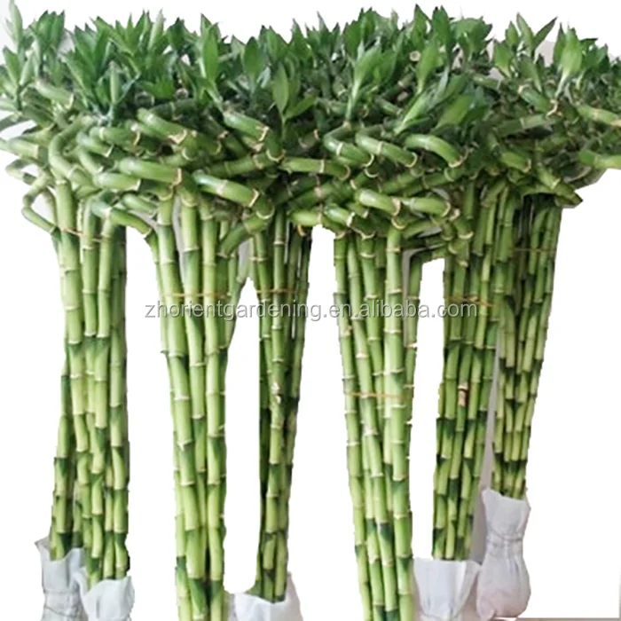 Natural curl lucky bamboo good quality spiral lucky bamboo(dracaena sanderiana) direct supplier
