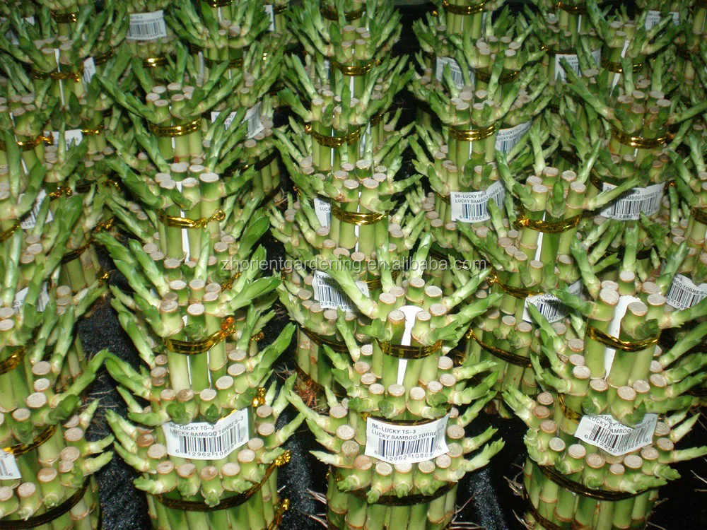 Многослойная башня, бамбуковое дерево бонсай на удачу, драцена, сандерия, декоративные водные растения в помещении, украшение для сада