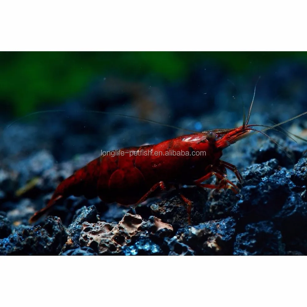 
Hot Selling Tropical Bloody Mary Shrimp 