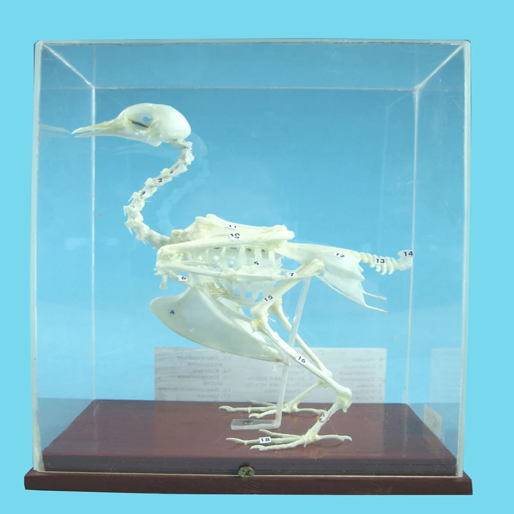 New High Quality Cheap Price Preserved Anatomical Pigeon Skeleton Model