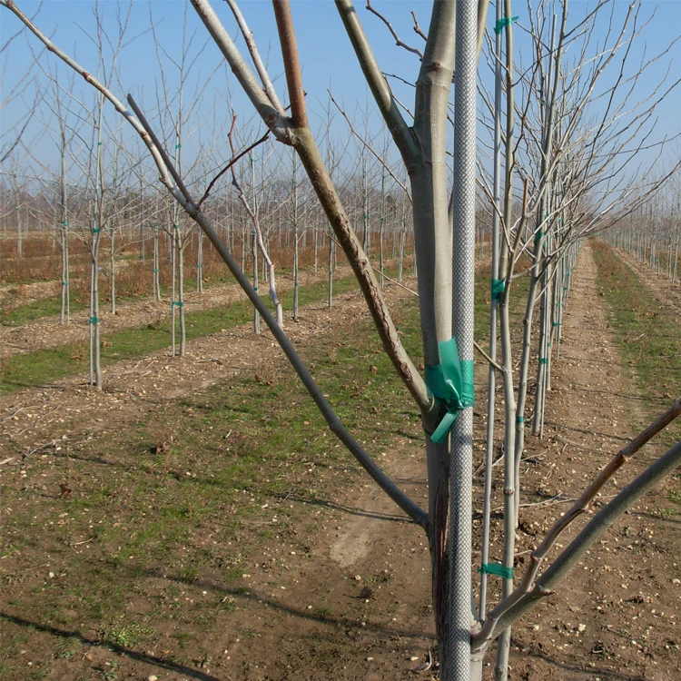 UV resistant long service life fiberglass nursery tree stakes