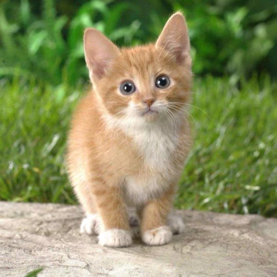 
hot taobao agent service YZJN with low reasonable commission for Hotels services 