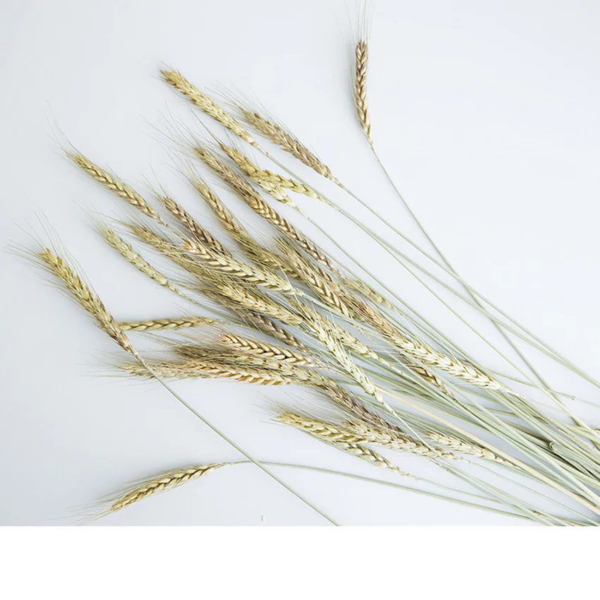 Plants Decoration Artificial Dires Flower Pure Natural Ear Of Wheat