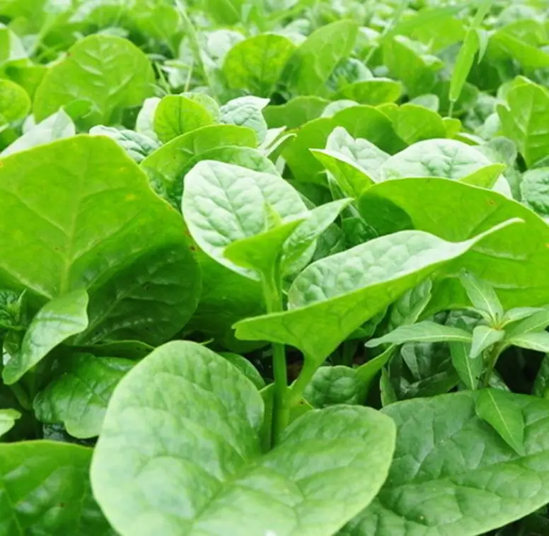 250g/bag High quality edible dry Vegetable Seeds loose Ceylon Spinach Seeds