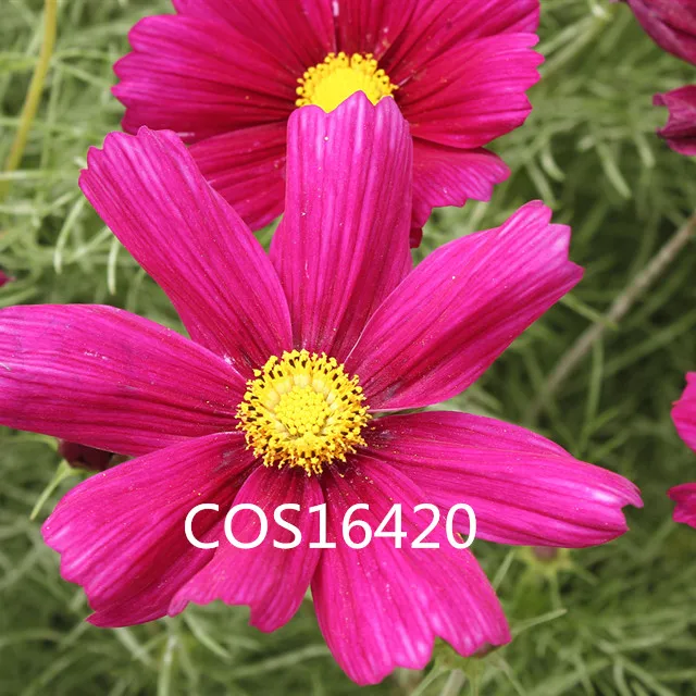 
Cosmos bipinnatus dwarf red/pink/white/mix Flowers Seeds Perennial Coreopsis Calliopsis Common Cosmos Coreopsis Seeds 