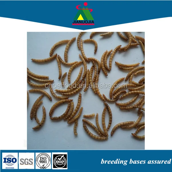 Черви и насекомые с птицами