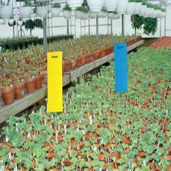 High Cost-effective Yellow PP Sheets Insect Glue Boards Catch Fruit Fly Sticky Bug Traps