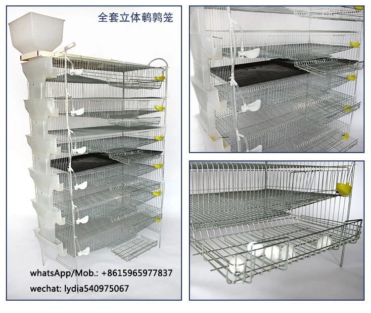 zhenghang quail cages for sale, high quality  quail cages for egg production( lydia whatsapp: +8615965977837)