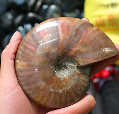 Gleamy Natural Ammonite Fossil, Rainbow Polished Jade Pattern Ammonite Fossil Madagascar