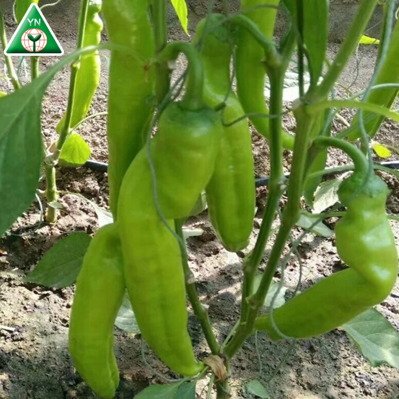 
ZHENGDA 128 F1 Best Quality Red Hot Chili From China To Worldqwide 