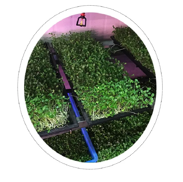 600*300mm Size plastic seedling tray for rice paddy seed nursery sowing