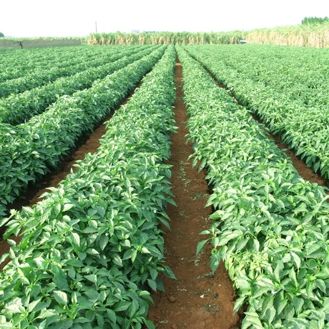 
2021 trending product high quality organic china red chili powder 