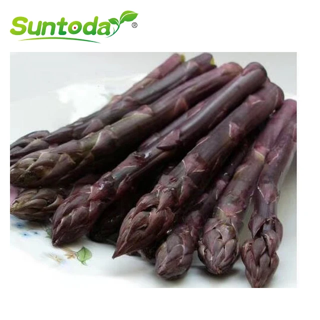 
Suntoday Red purple hybrid F1 asparagus seeds 10gr/bag 