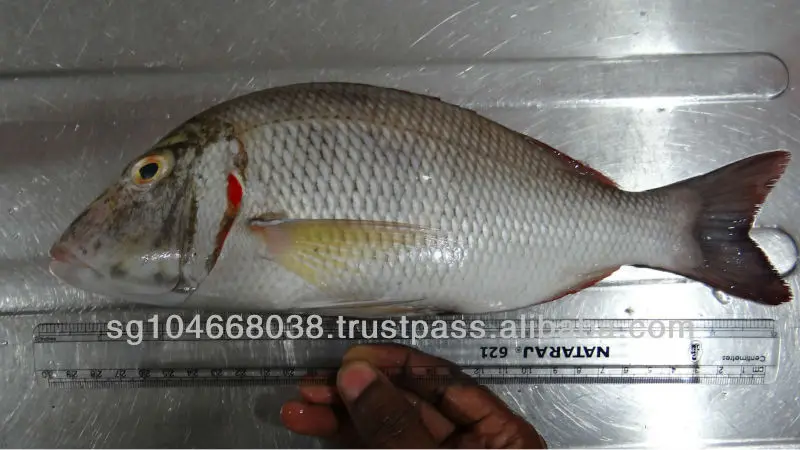 FROZEN EMPEROR FISH Max Custom Sea KOSHER Scaled Removed Emperor Whole Gutted Scale Off Frozen Fish Wholesale From Singapore