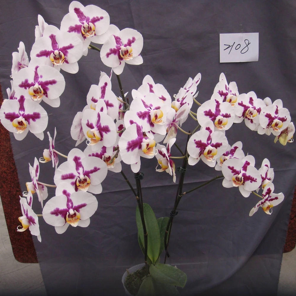 Китайская рассада ткани орхидеи в колбе для продажи