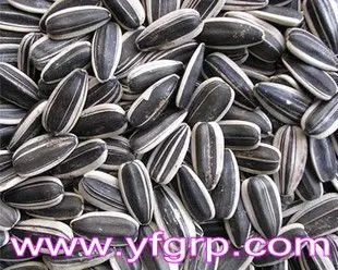 2020 new crop sunflower seeds 361 XINJIANG origin